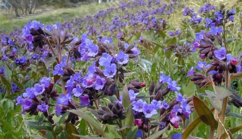Lungwort to make an infusion that promotes penis enlargement